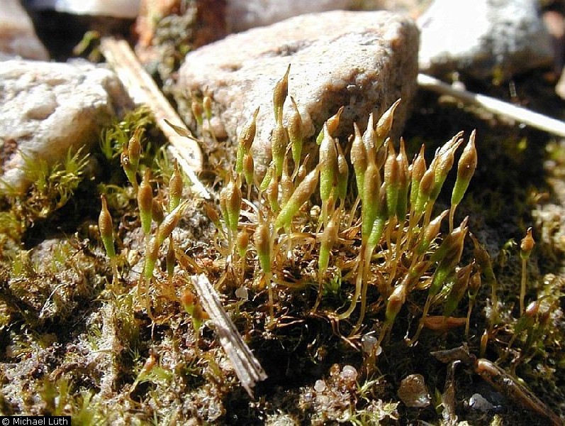 Представитель Семейства Bruchiaceae